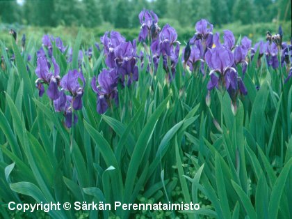  Iris germanica 